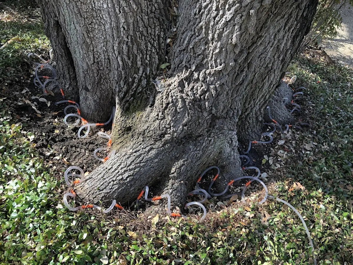 Detailed Tree Cabling and Bracing job site in Camby