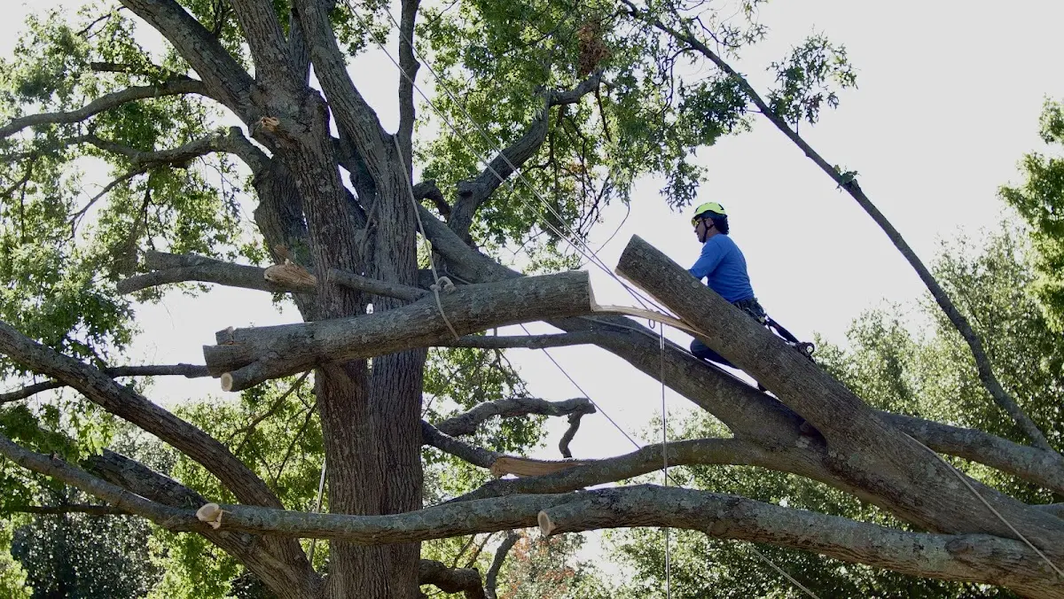 Professional Crown Thinning performed by certified arborists in Camby