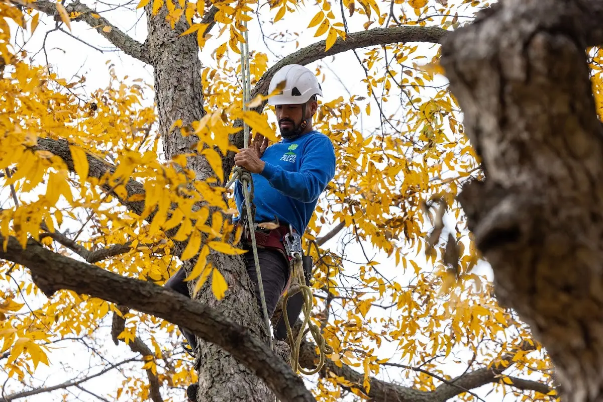 Skilled Tree Transplanting crew working in Camby