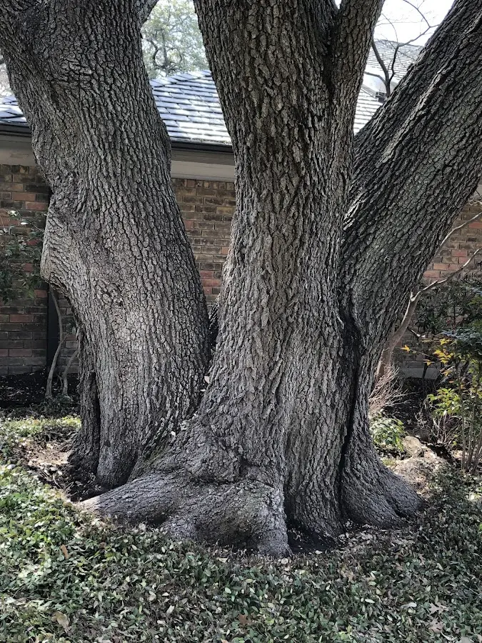 Mature heritage tree close to a Camby property cared for by certified arborists